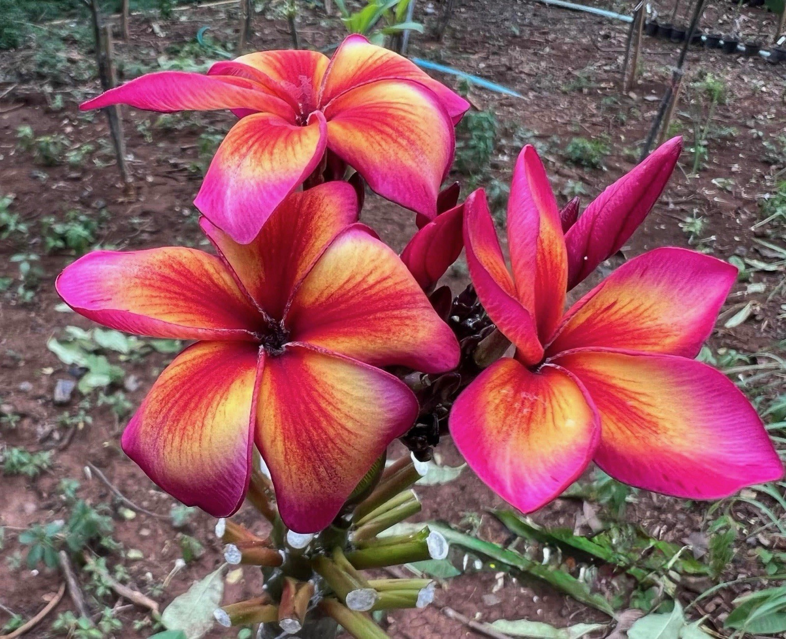 Plumeria (Frangipani) EXTREMELY RARE HIGHLY SOUGHT AFTER Grafted w/roots