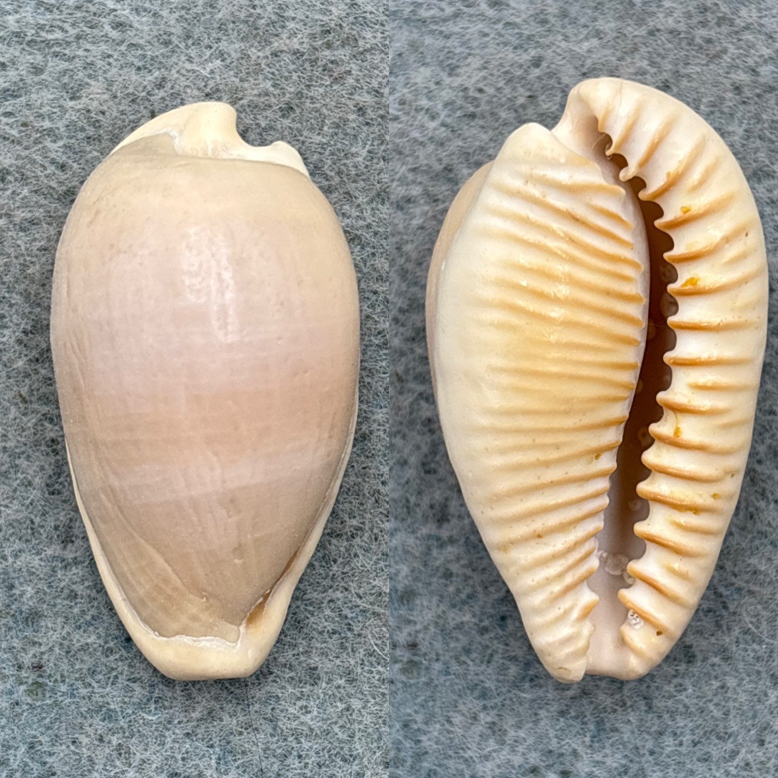 #4 Cypraea fuscodentata 35.3mm F Cape Of Good Hope, S. Africa