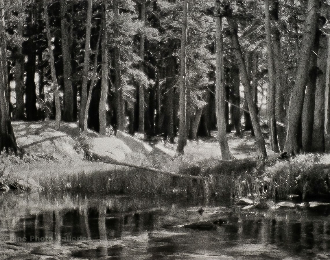 1921/72 Vintage ANSEL ADAMS Yosemite Pine Forest River Landscape Photo On 11X14