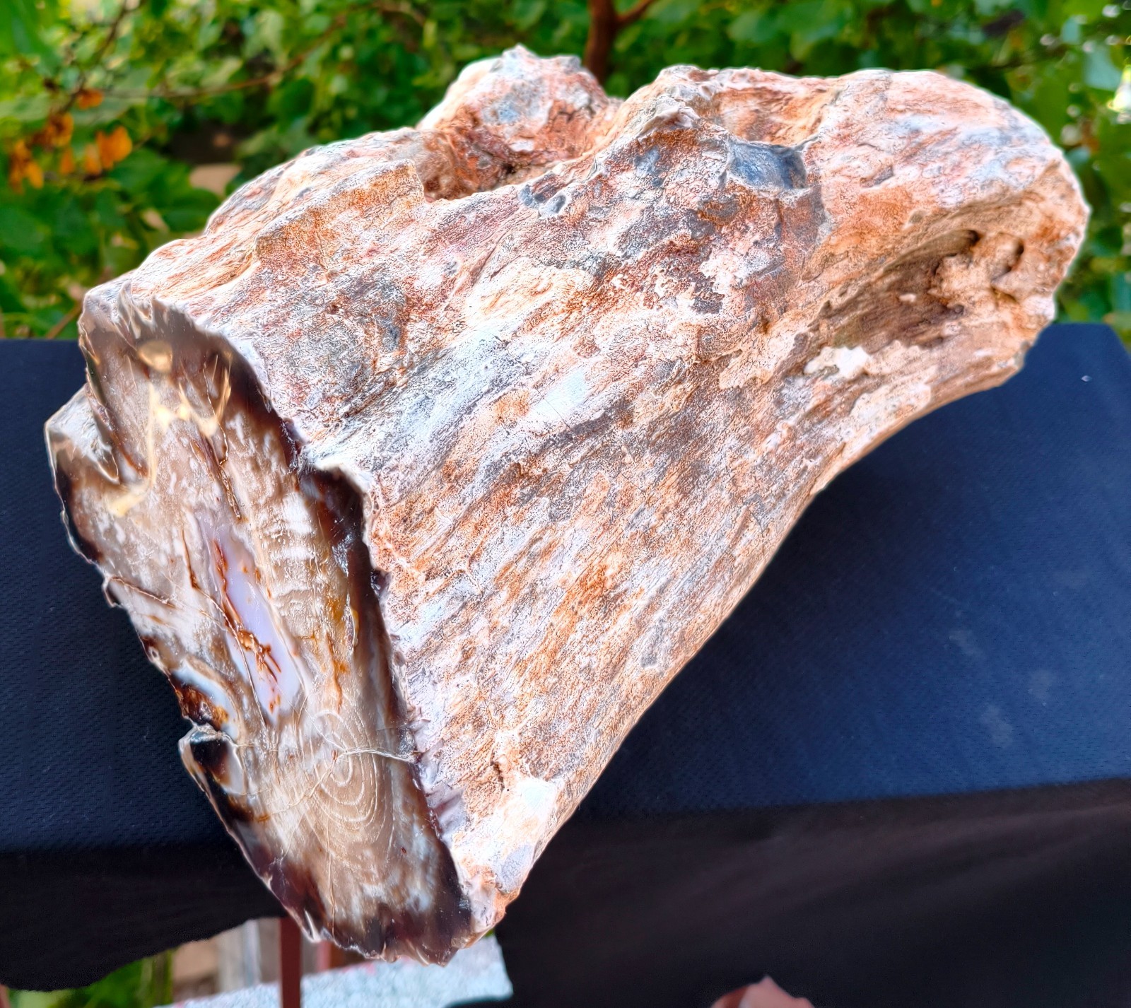 22 LB 12 OZ XL Mirror Polished Natural Opalized Big Petrified Wood Uv Reactive 22 LB 12 OZ XL Mirror Polished Natural Opalized Big Petrified Wood Uv Reactive