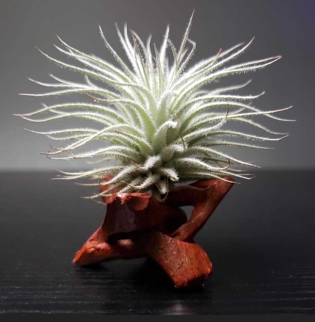 Tectorum Ecuador Air Plant Wholesale Beautiful Tillandsia