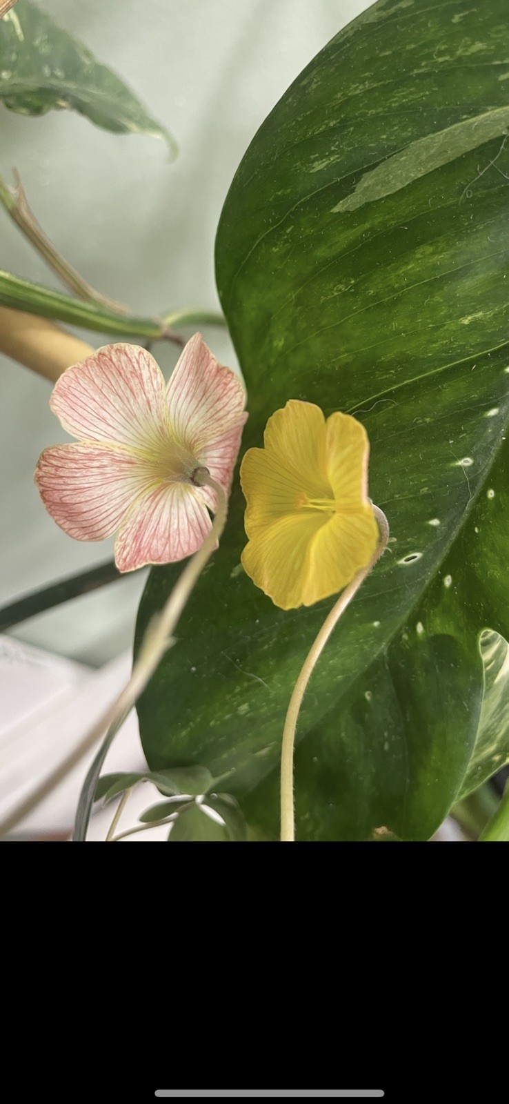 Oxalis Lasiorhiza South African bulbs