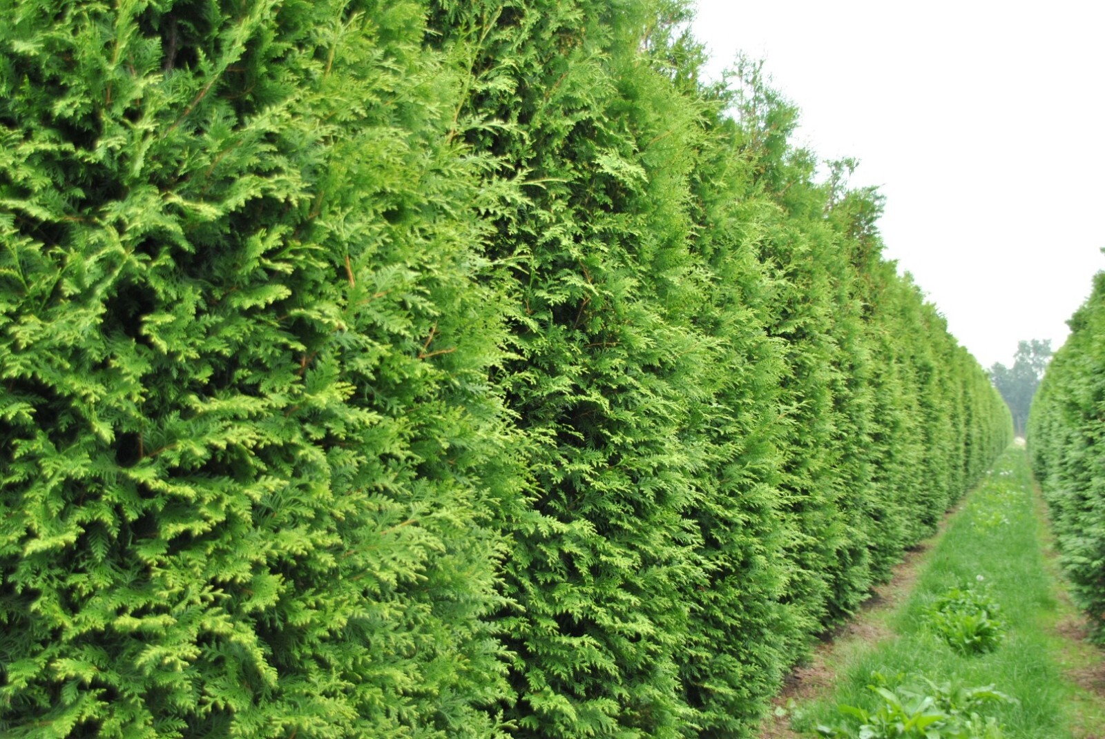 50+ THUJA TREE SEEDS (Thuja occidentalis) White Cedar Arborvitae Hedge Row