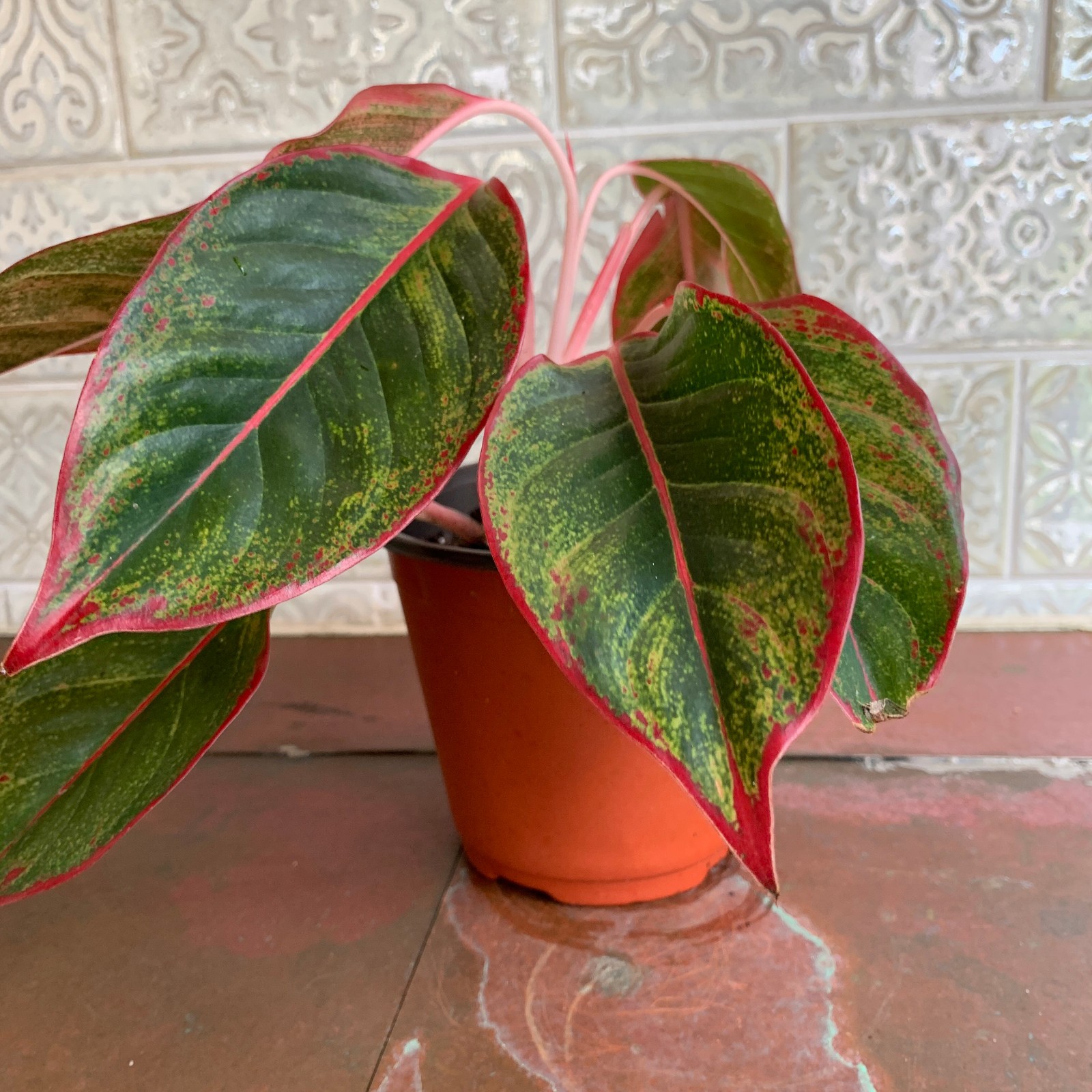 Pink Red Siam Chinese Evergreen Aglaonema Plant - 6\