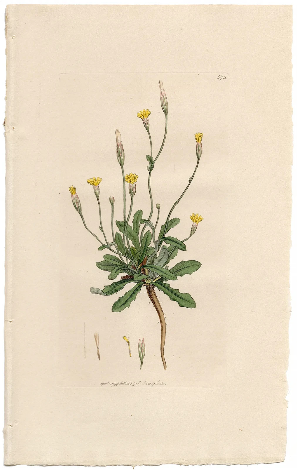 Antique 1800 Sowerby English Botany hand-colored engraving 575 Smooth Cat\'s-ear