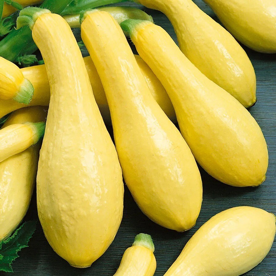 Early Prolific Straight Neck Squash, 25+ Seeds. Non-GMO~Heirloom. .