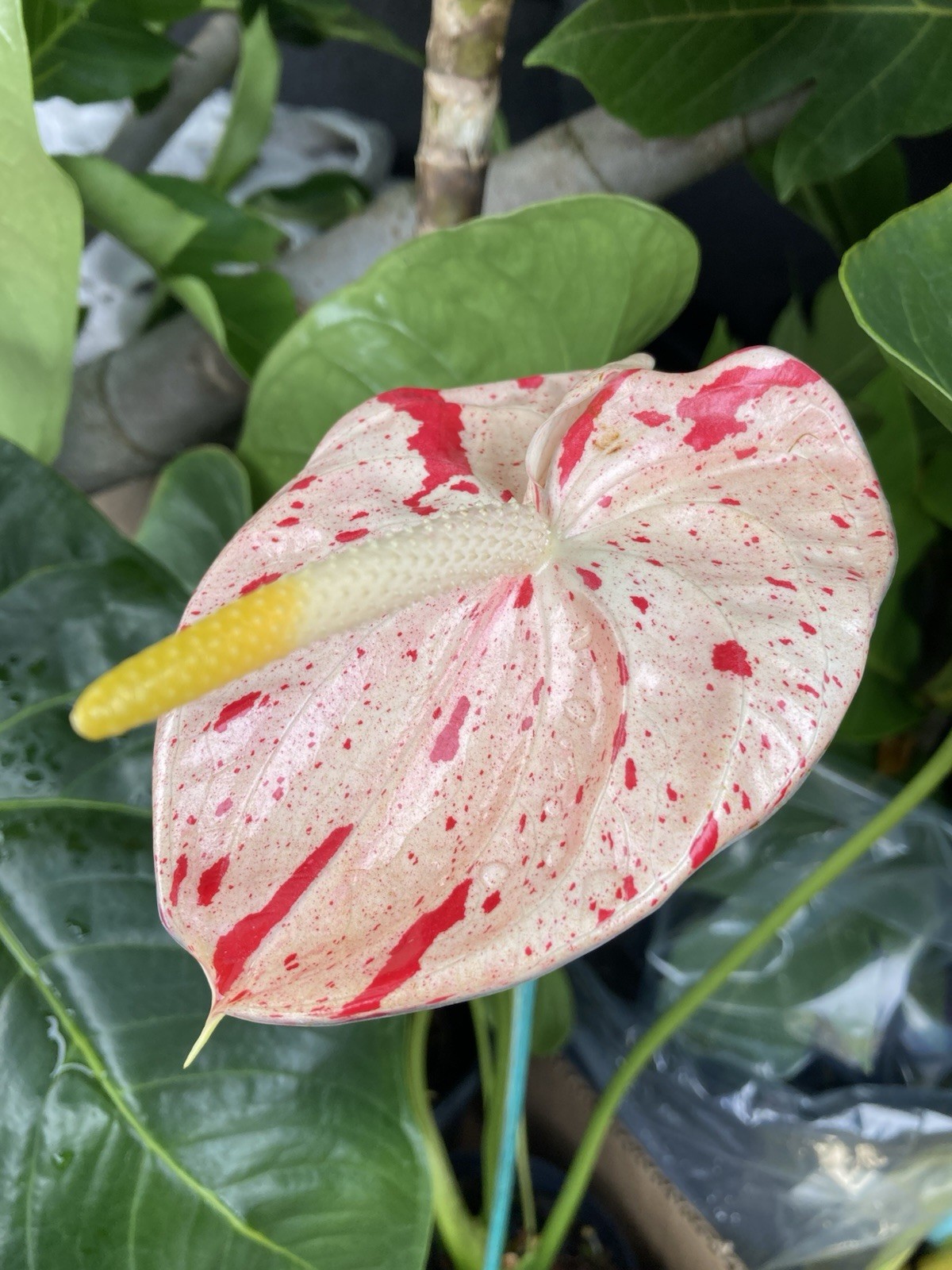 Anthurium Shibori, Exact Plant * Bare Root * Rare Tropical Houseplant Variegated