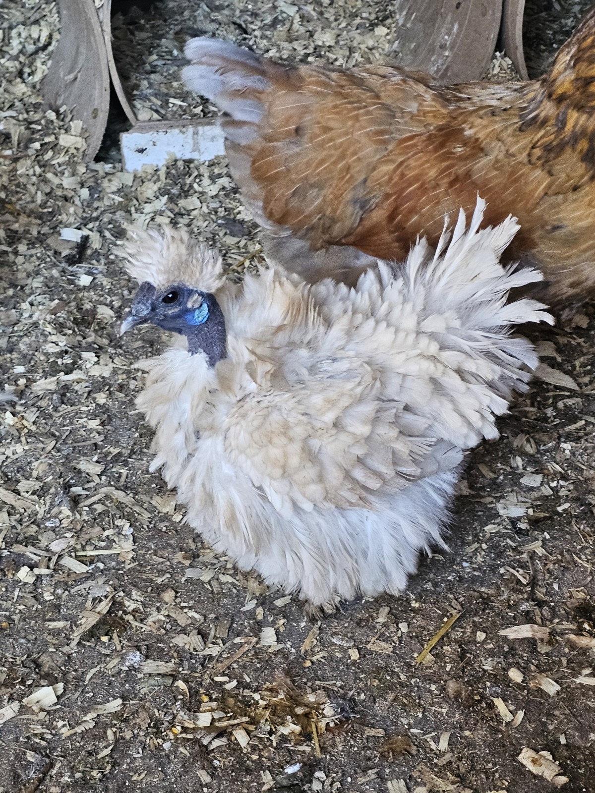 Rare & UNIQUE Colored Frizzell Showgirl/ Silkie/satin  Fertile Hatching Eggs