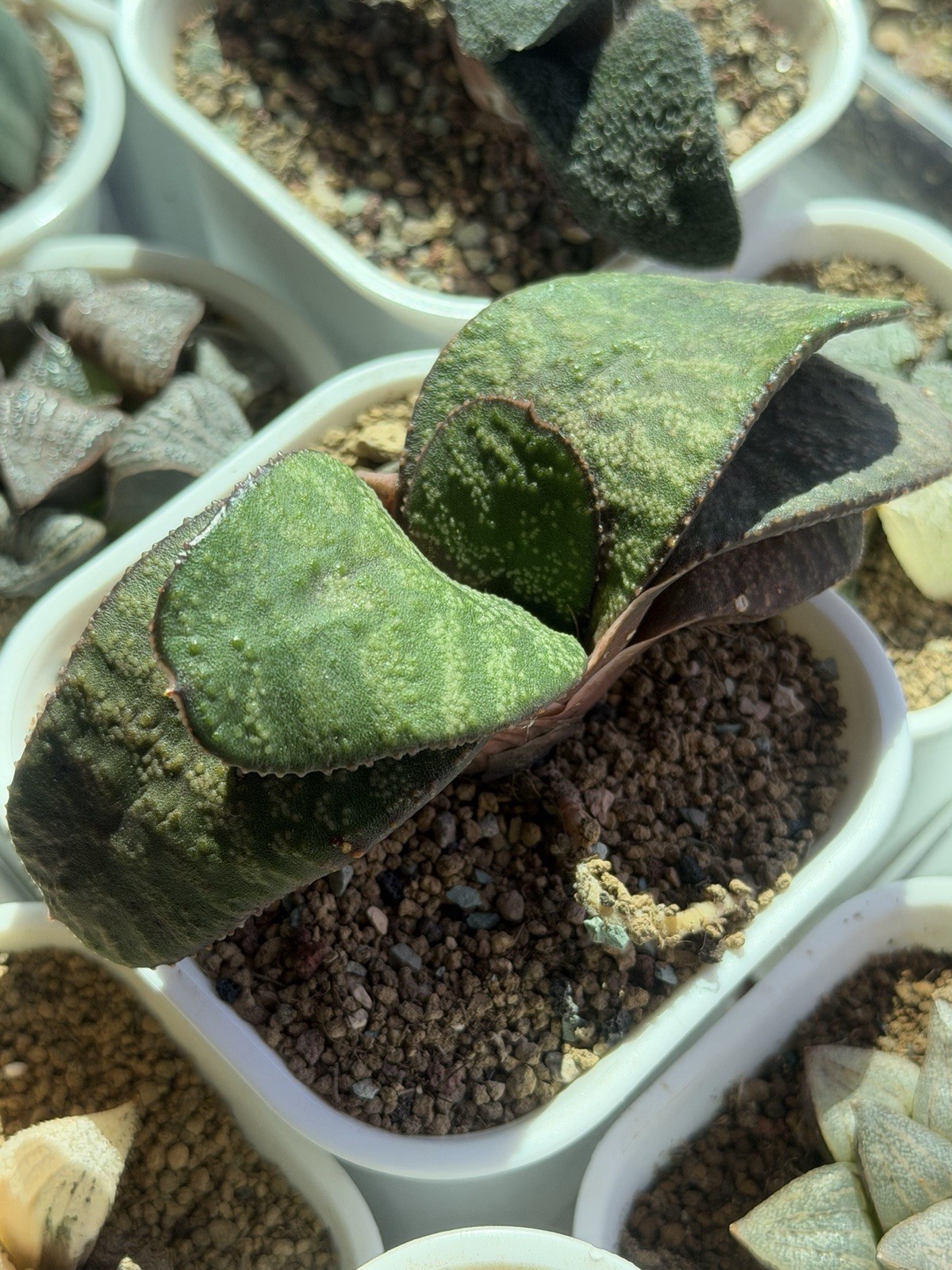Gasteria Hybrid, Live Plant, Same As Pic (Large, 4 inches)