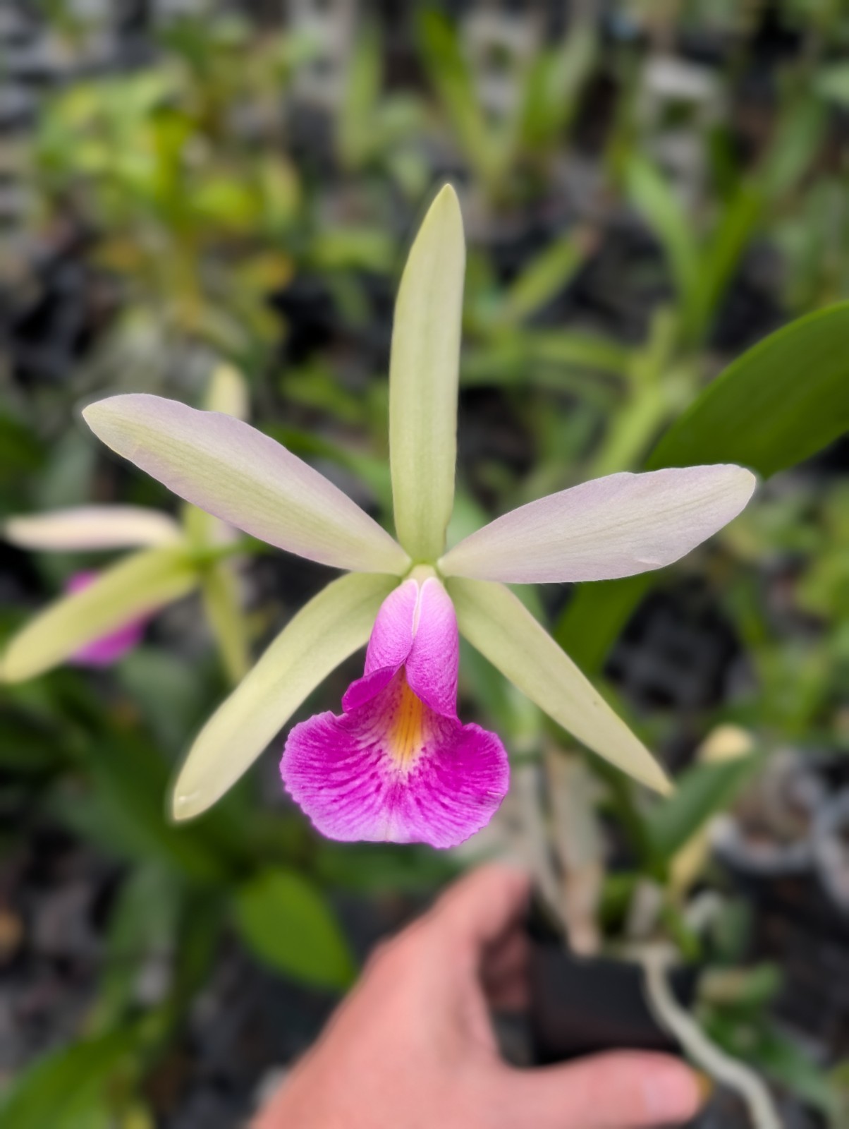 Fragrant Cattleya Orchid | Pcv. Key Lime Stars x C. violacea 'HOF' | BS not in b