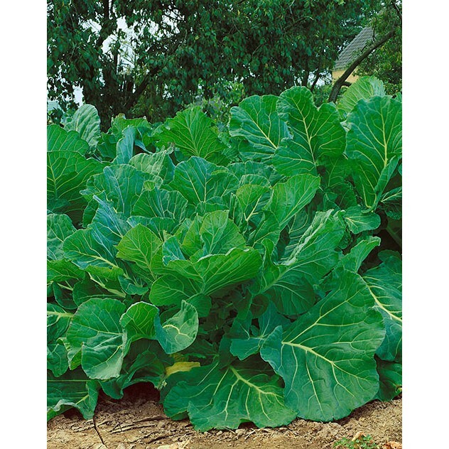 1,000 Kale Portuguese Seeds Couve tronchuda Non-GMO Heirloom 1,000 Kale Portuguese Seeds Couve tronchuda Non-GMO Heirloom