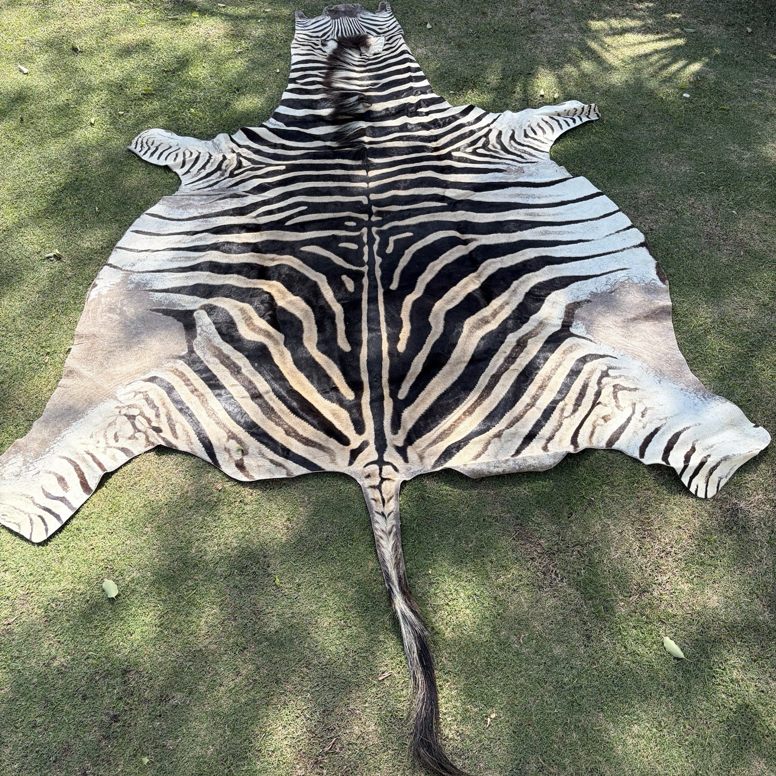 Authentic Vintage Real Zebra Hide Zebra Skin Zebra Rug Pelt Taxidermy Huge Rare Authentic Vintage Real Zebra Hide Zebra Skin Zebra Rug Pelt Taxidermy Huge Rare
