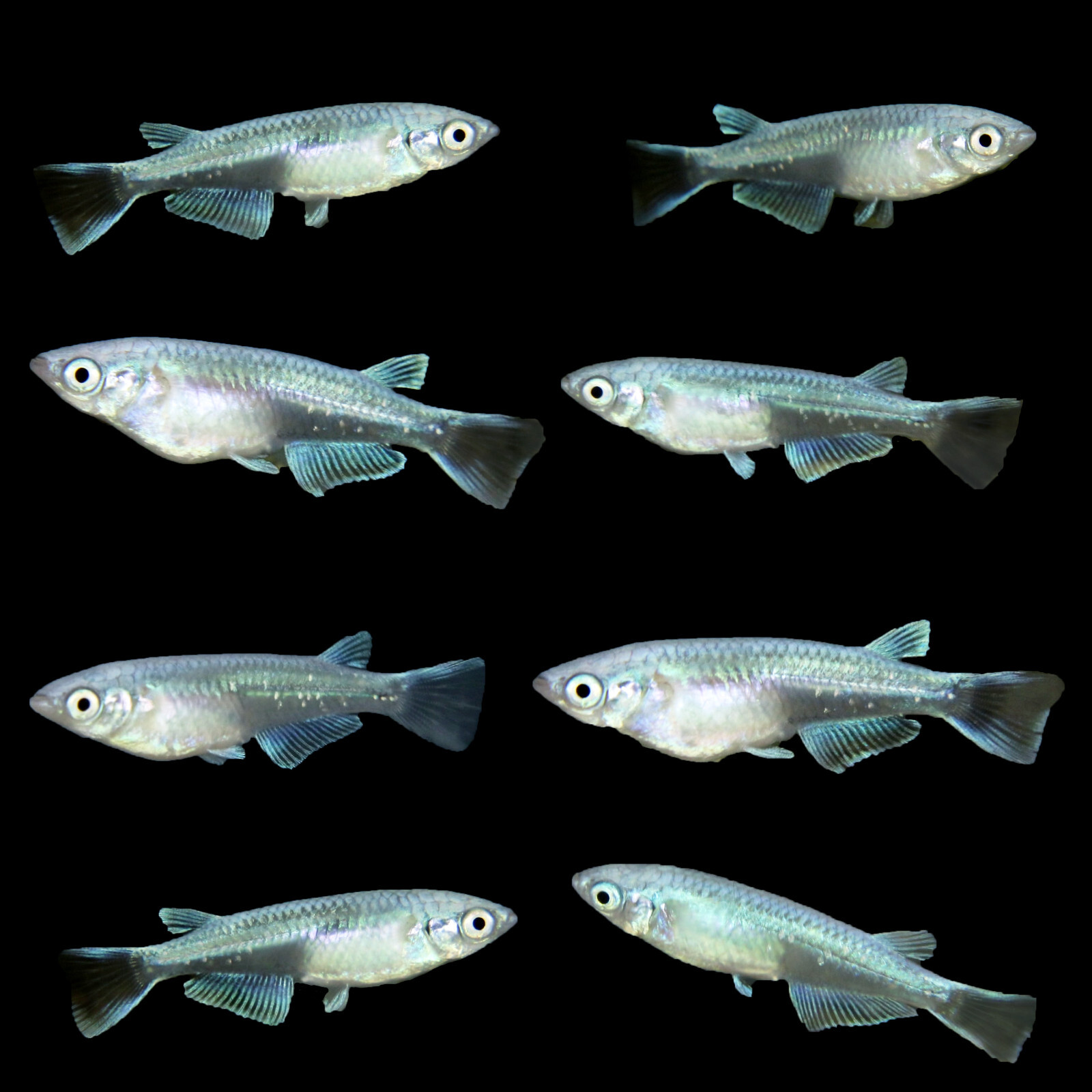 8 Medaka, Platinum Blue Miyuki Japanese Rice Fish, Easy Hardy Aquarium/Pond Fish