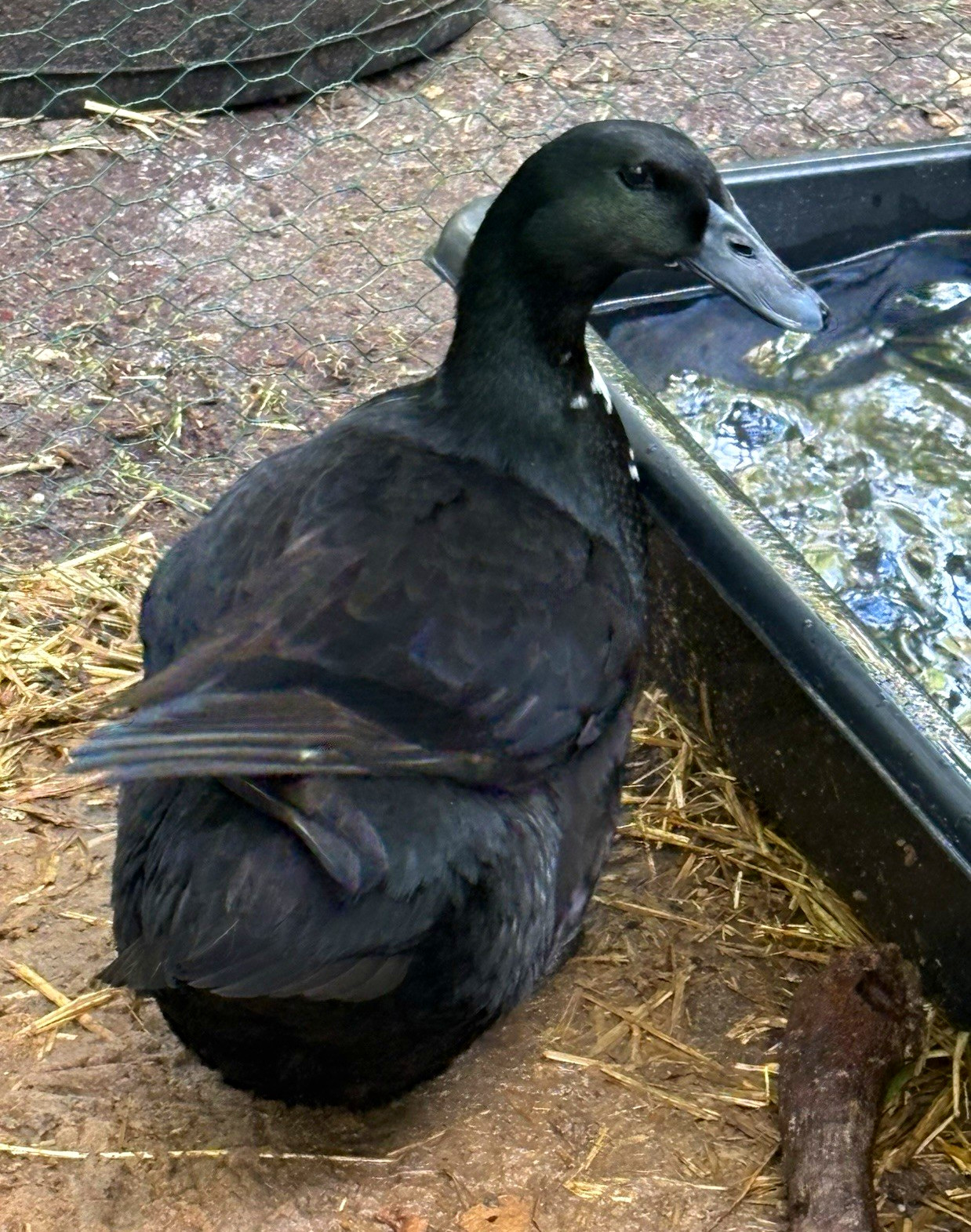6+ fertile Black and Blue Swedish duck hatching eggs 6+ fertile Black and Blue Swedish duck hatching eggs