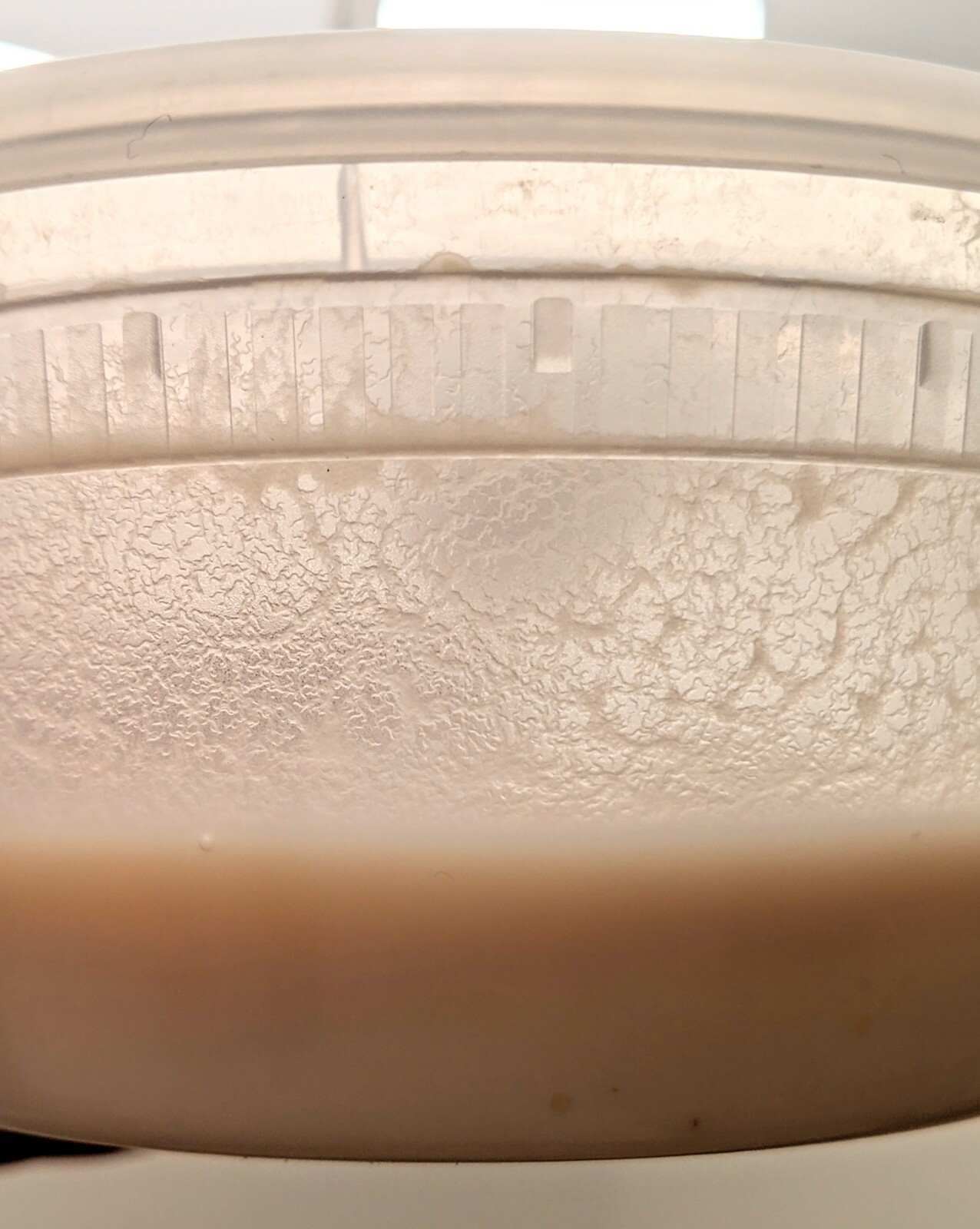 Microworm Starter Culture - Easy Live Food for Fry, Nano Fish, Guppy, Betta