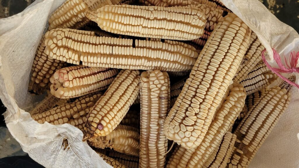 Oaxacan Olotillo White MEXICAN HEIRLOOM Corn Seeds (50) / TORTILLA CORN / RARE Oaxacan Olotillo White MEXICAN HEIRLOOM Corn Seeds (50) / TORTILLA CORN / RARE