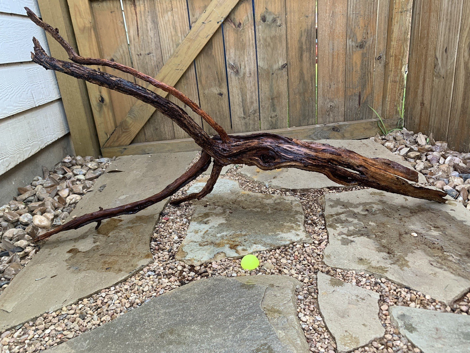 Natural sinking driftwood