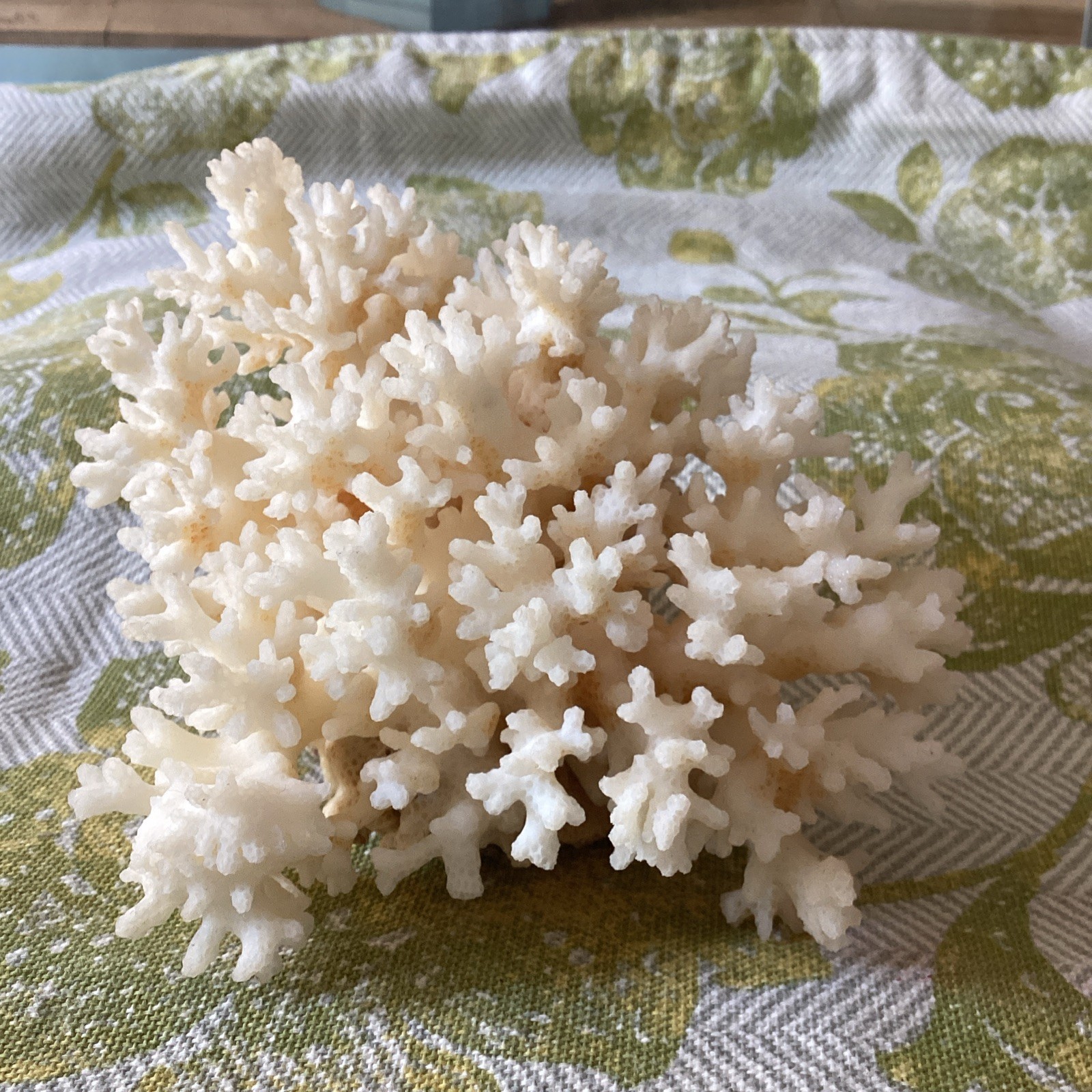 Natural White Authentic Coral Reef cluster Natural White Authentic Coral Reef cluster