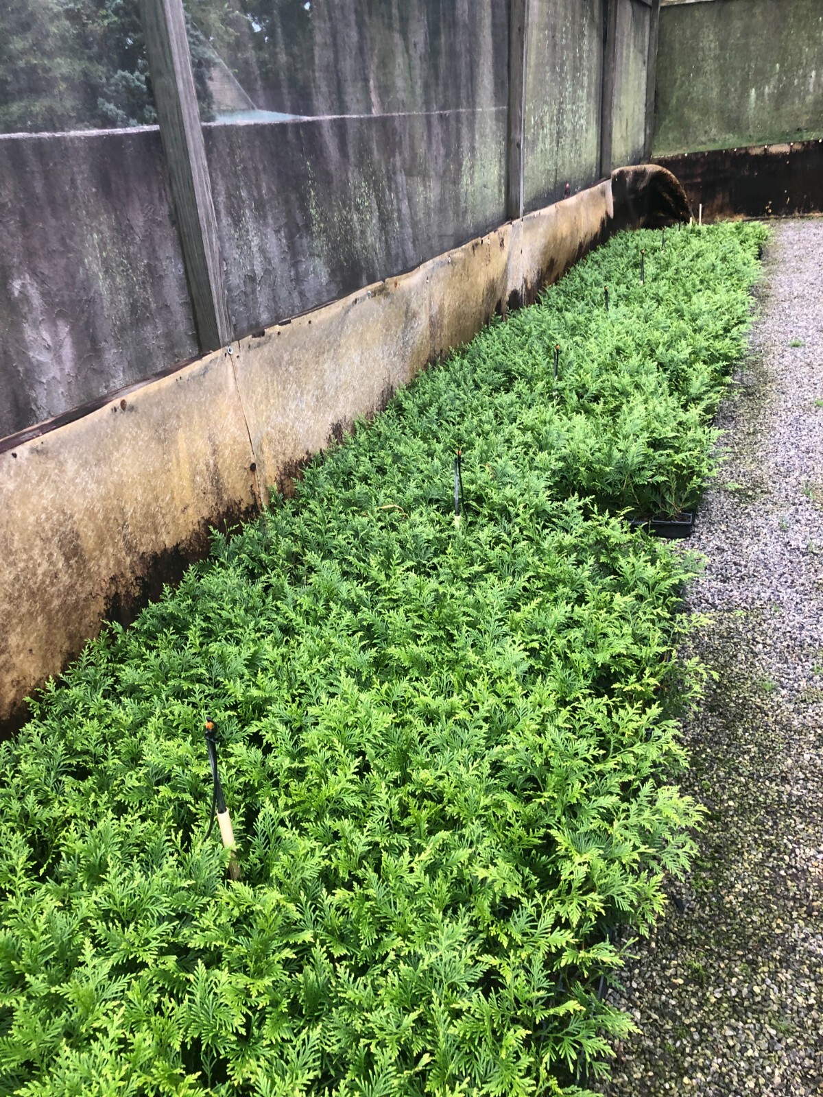 50-Thuja Green Giant Liners 50-Thuja Green Giant Liners