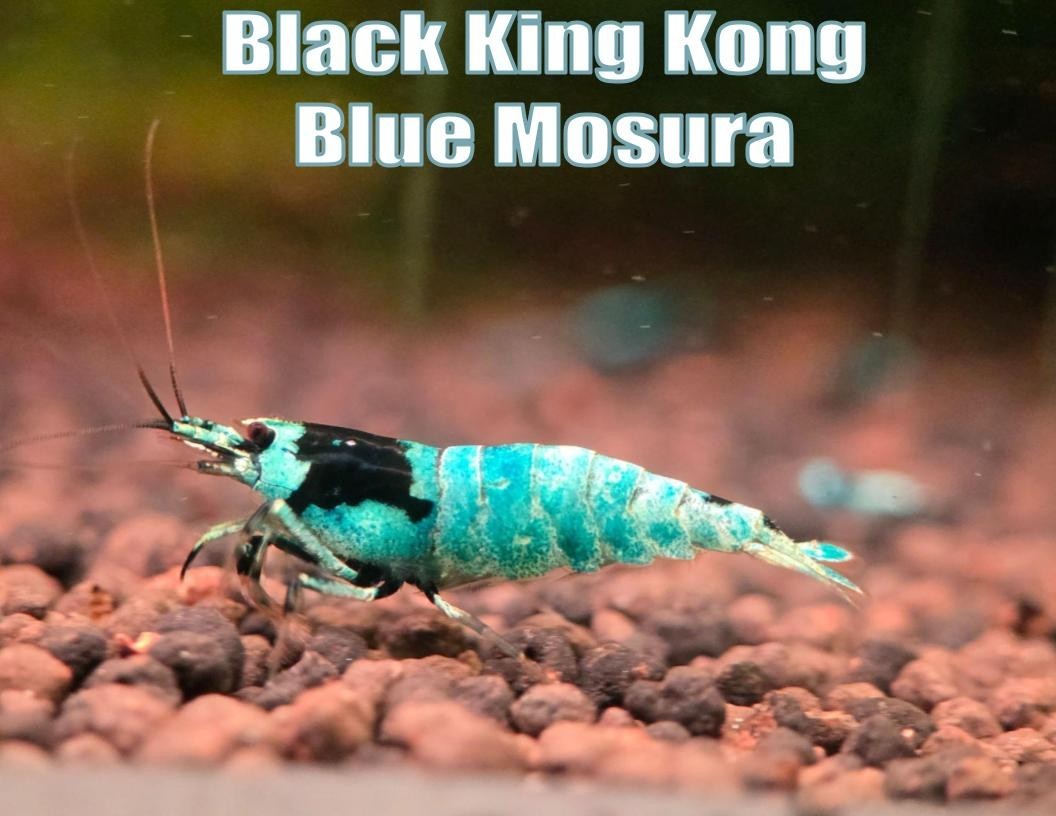 Black King Kong Blue Mosura Live Caridina Shrimp for Aquarium Healthy Tank
