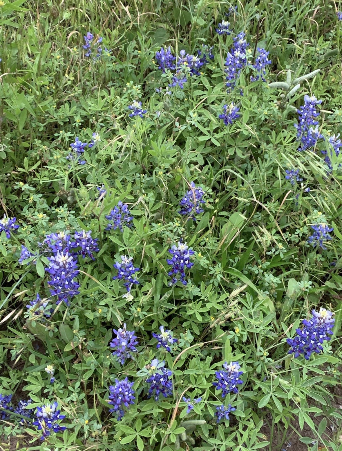 500 Handpicked Texas Bluebonnet Seeds Texas Hill Country Wildflower Seed 
