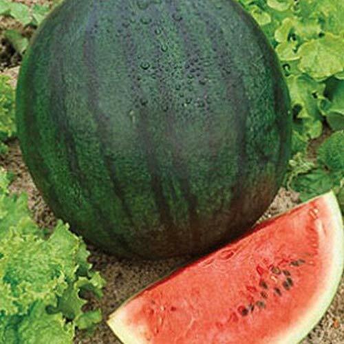 Sugar Baby Watermelon Seeds | Heirloom / Non-GMO | | 1043 Sugar Baby Watermelon Seeds | Heirloom / Non-GMO | | 1043