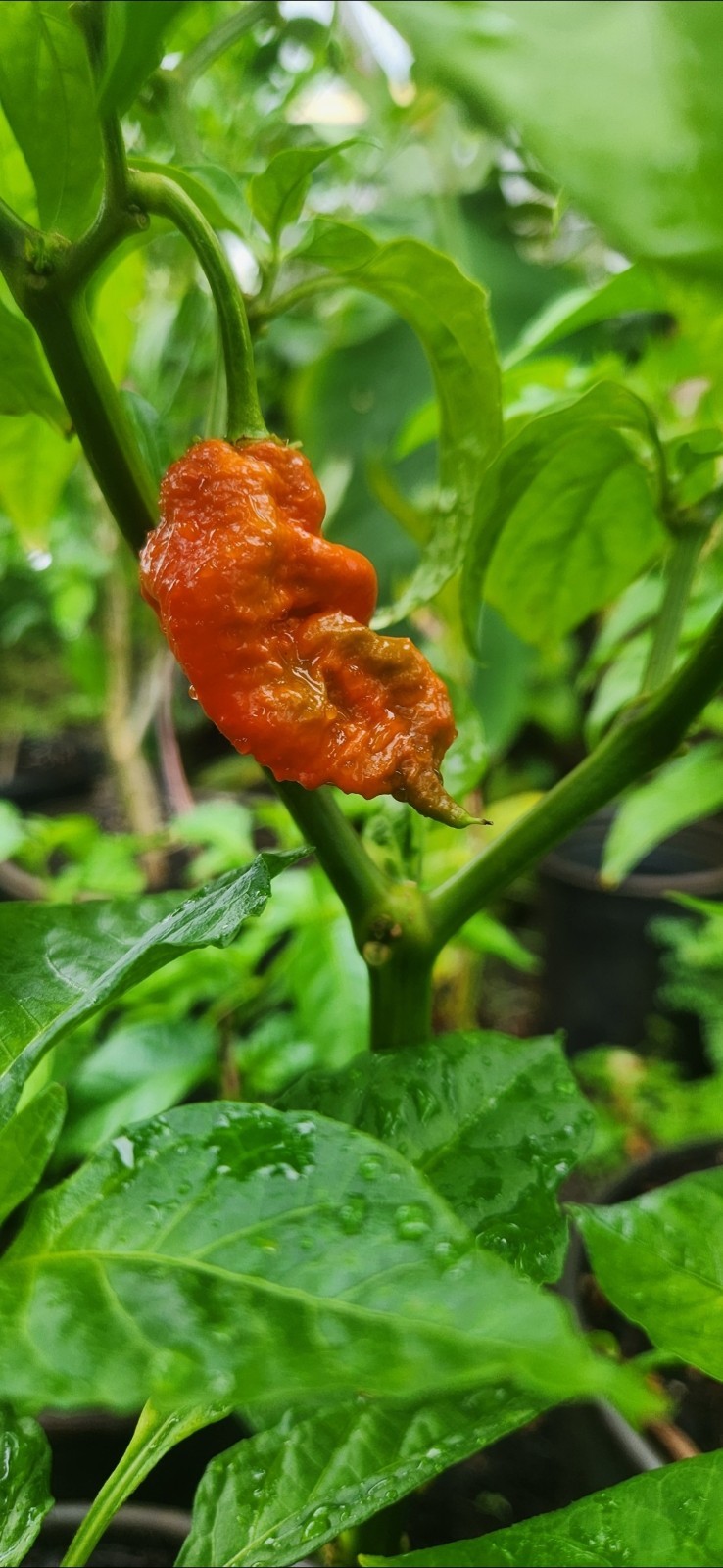 Super Hot Ghost Scorpion Pepper Seeds 10+