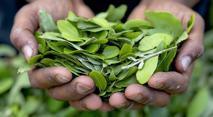 300+ Coca Leaves Dried Leaves Organic & Tropical Ceylon  Health