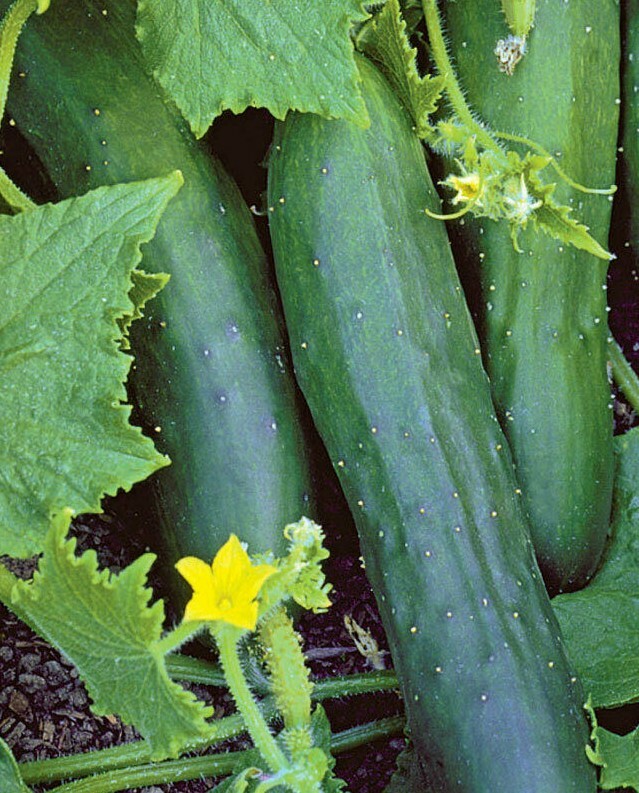 MARKETMORE 76 CUCUMBER SEEDS 50+ Vegetable GARDEN planting NON-GMO MARKETMORE 76 CUCUMBER SEEDS 50+ Vegetable GARDEN planting NON-GMO
