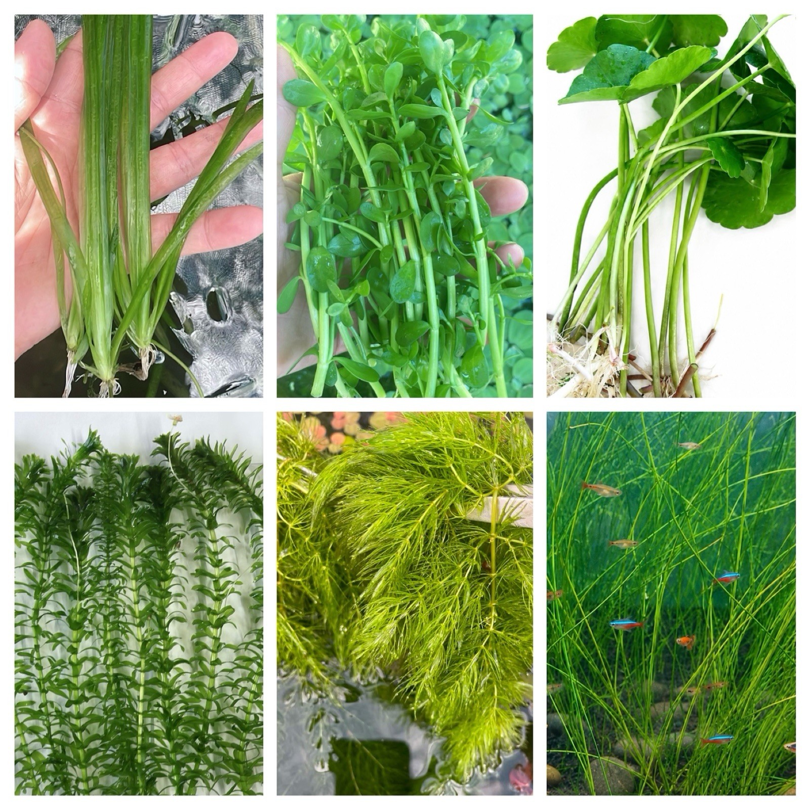 Beginner Live Aquarium Plant Bundle Live Aquarium  (35+ Stems)BUY 2 GET 1 FREE