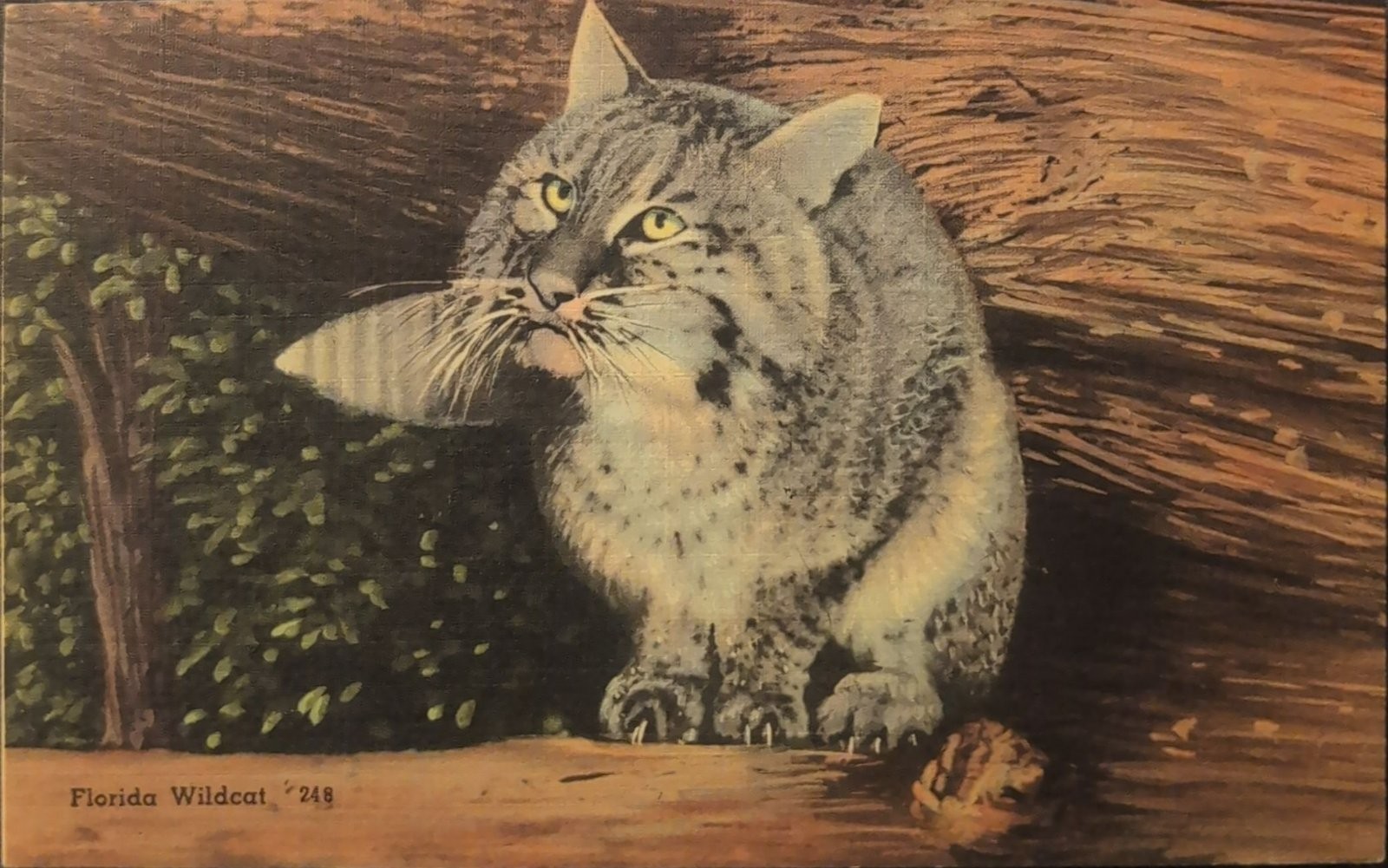 Vintage Florida Wildcat Postcard 1948 Tichnor Bros Used