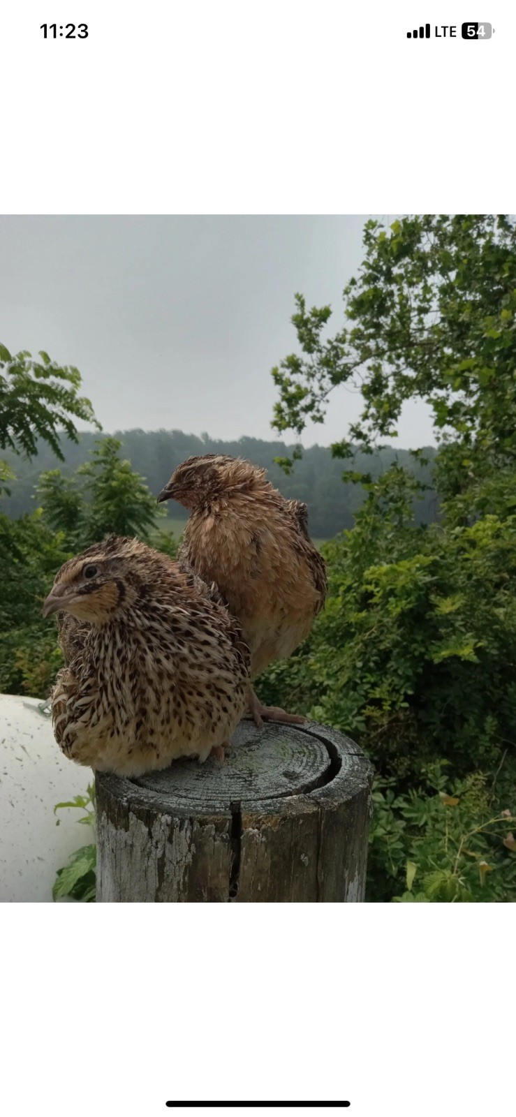 10 jumbo wild laying hens 2 males