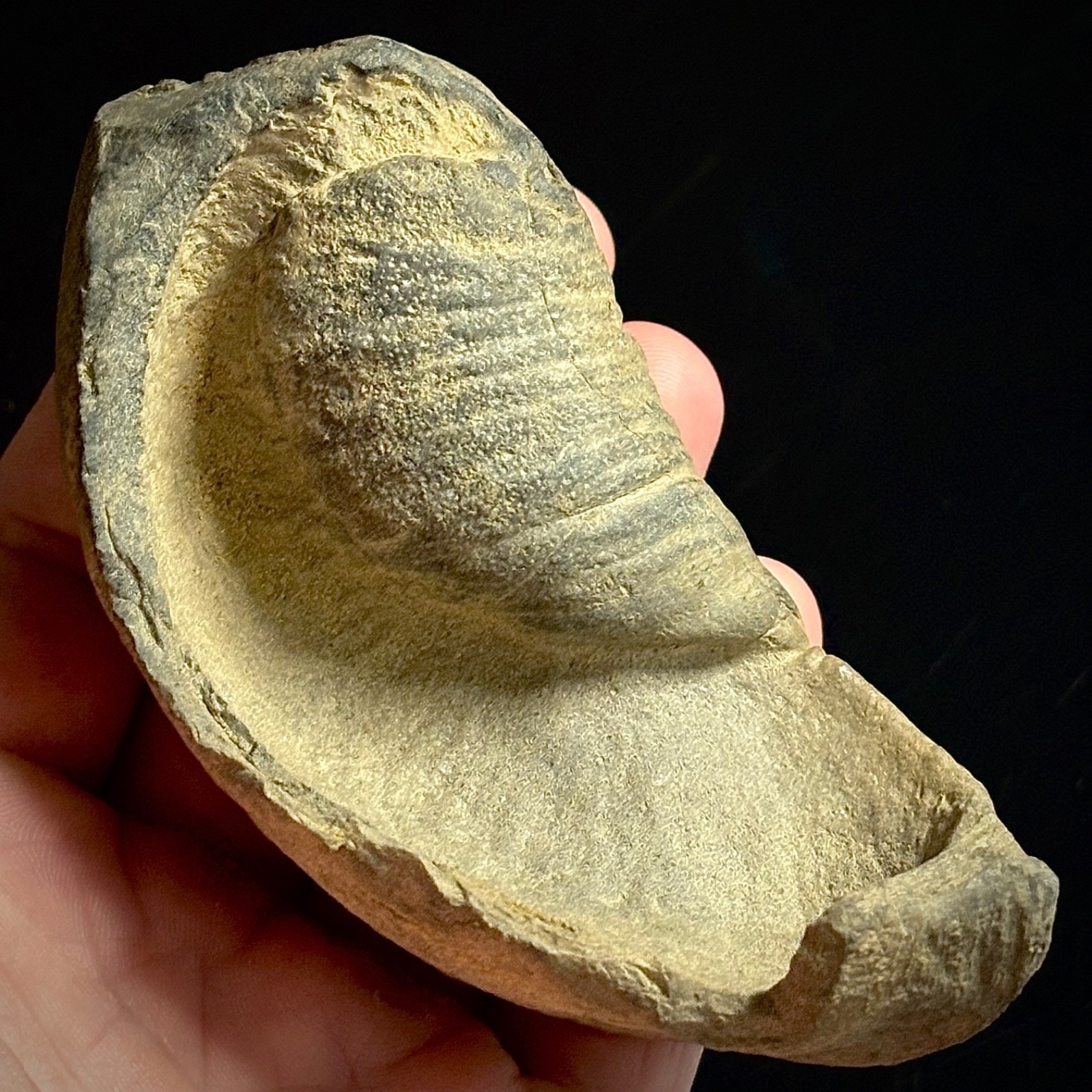 Fossilized Tympanic Bulla Cetacean Ear Bone Fossil 3.94\