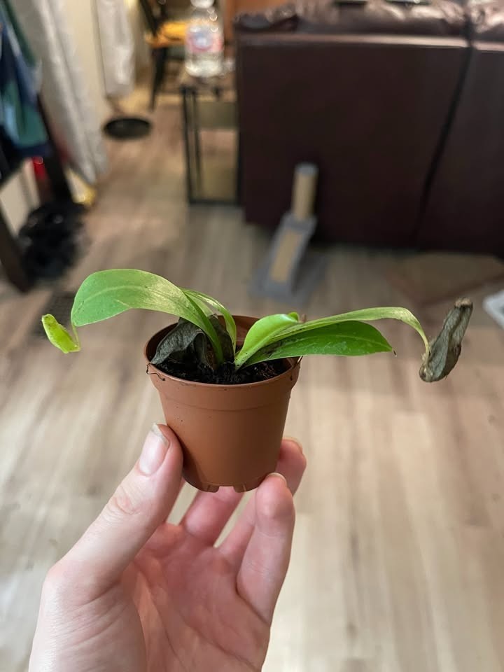 Nepenthes Miranda Starter Plant Live Carnivorous Pitcher Plant 2in Pot