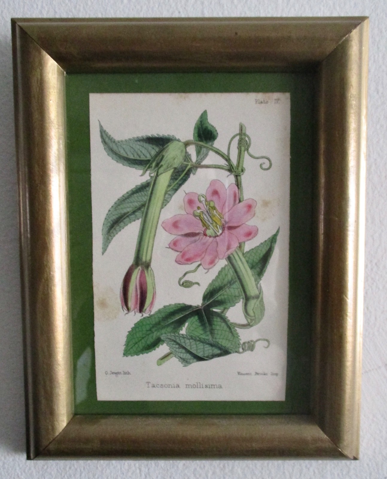 Antique Hand-Colored Original 19th Century Floral Lithograph Antique Hand-Colored Original 19th Century Floral Lithograph