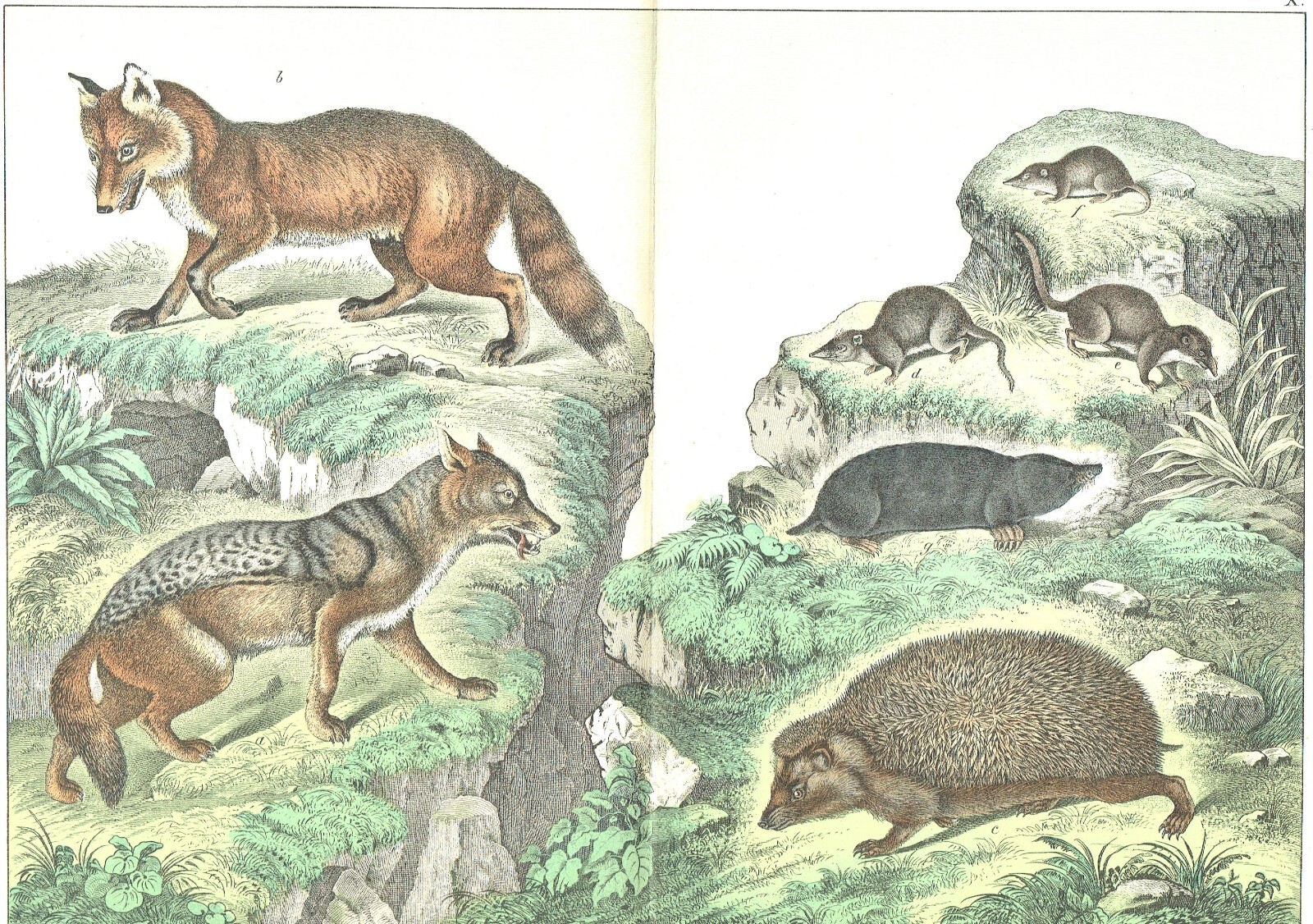 1886 Chromolithograph Schubert\'s Animals jackal, fox, hedgehog, shrew, mole more
