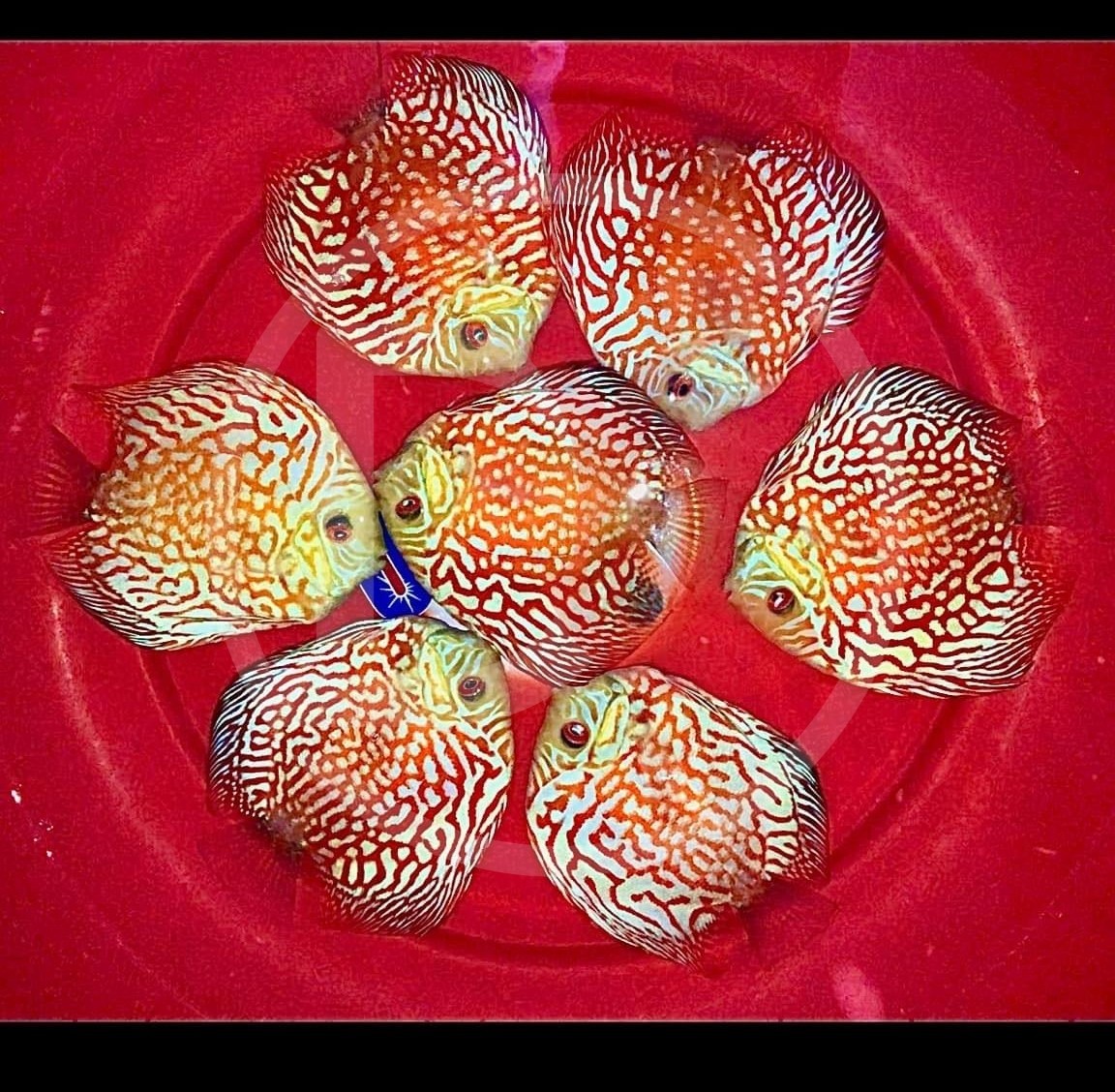 Pack of 2 Live  Discus Fish - Red Pigeon  -  Size 3.5in - 4in
