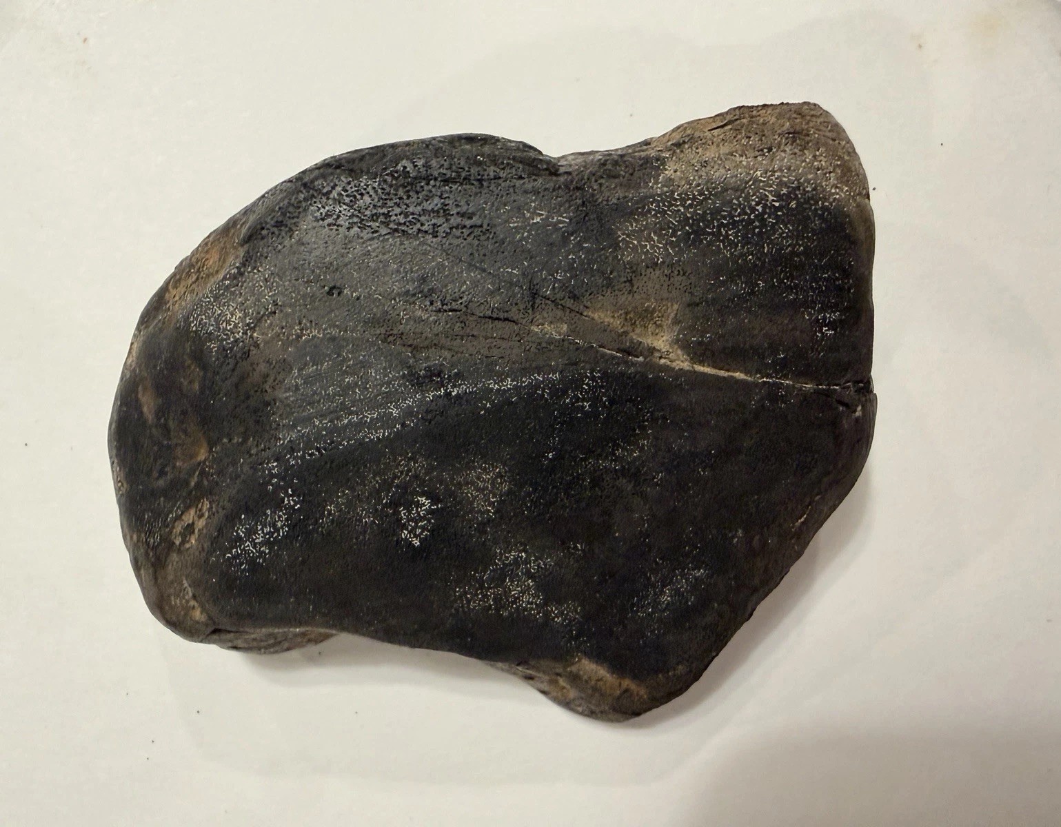 Dunkleosteus Fossil Large Good Condition Found in the USA Dunkleosteus Fossil Large Good Condition Found in the USA