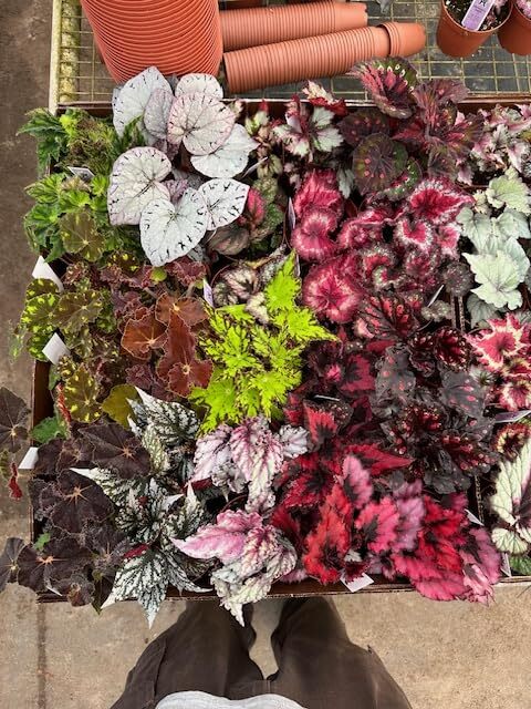 Harmony Foliage Begonia Rex and Rhizomatous Hybrids in 4 inch pots 15-Pack Bulk 