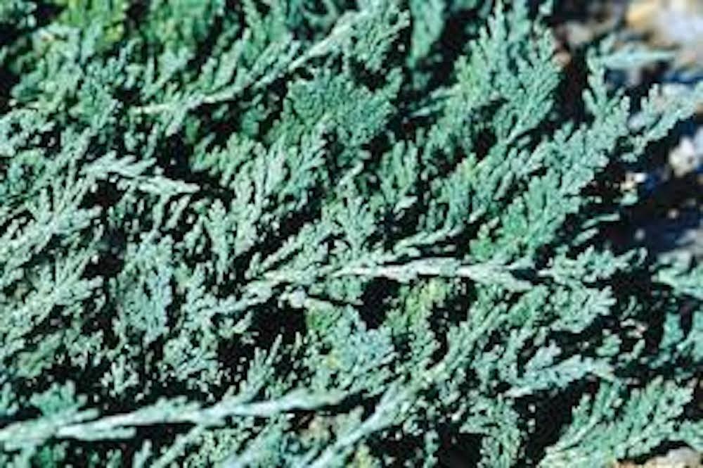 5 Blue Rug Juniper Shrub Juniperus horizontalis Wiltonii  Starter Plant