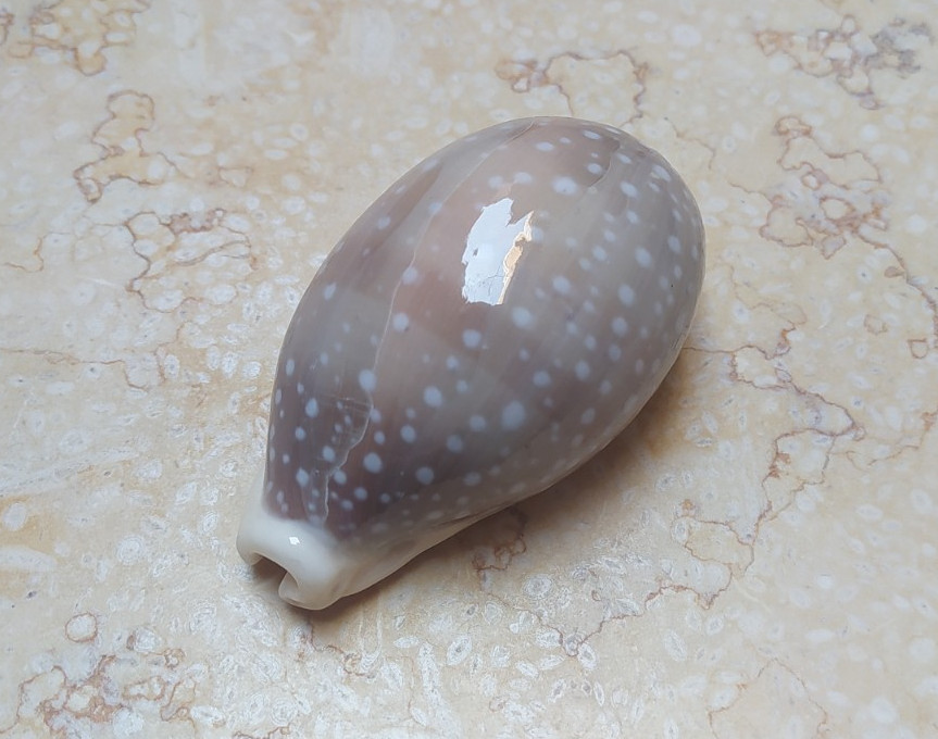 Cypraea camelopardalis clear dots huge size 81mm lyncina red sea shell F++++F+++