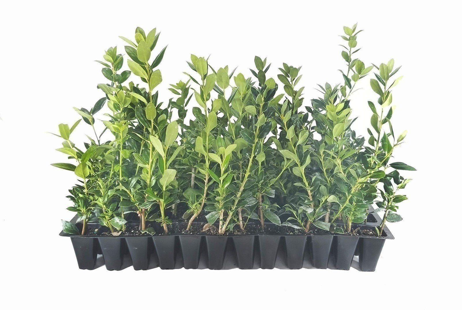 Needlepoint Chinese Holly | 20 Live 2 Inch Plants | Ilex cornuta | Hardy Shrub