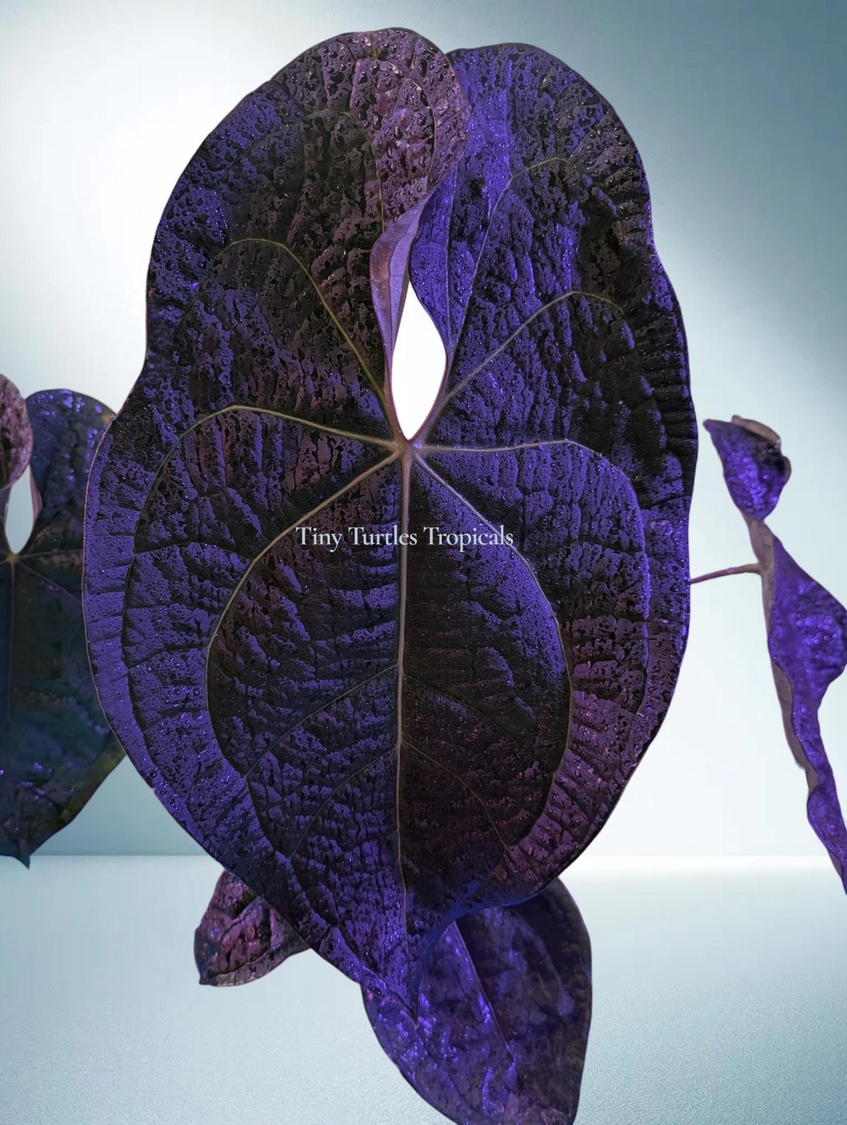 Anthurium Tezula AOS Dark form x Luxurians hybrid