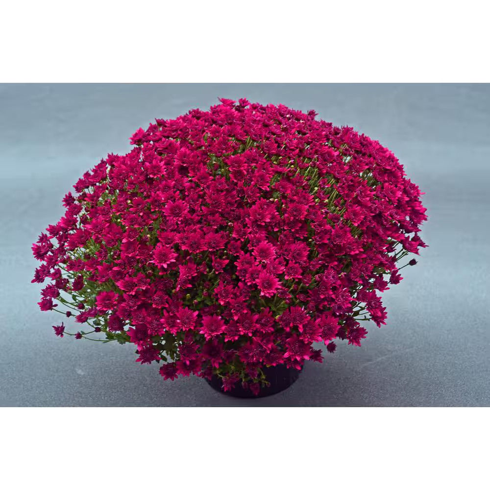 8 In. Mum Plant Purple Flowers in Grower\'S Pot