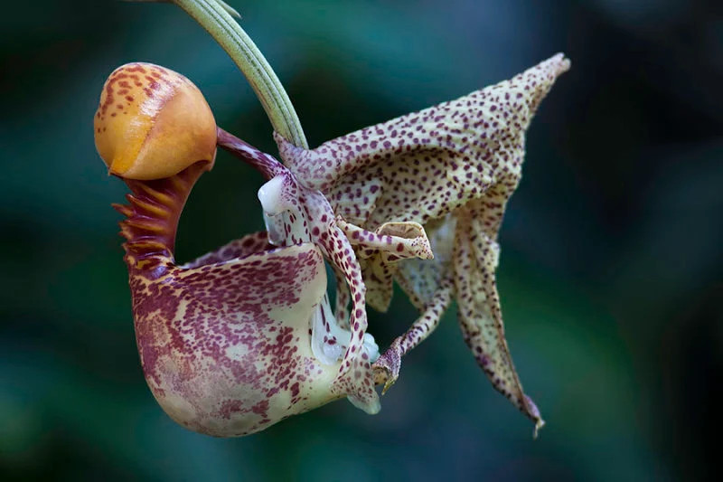 Coryanthes macrantha \'Bucket Orchid\' AKA \'The endowed alien orchid\' rare