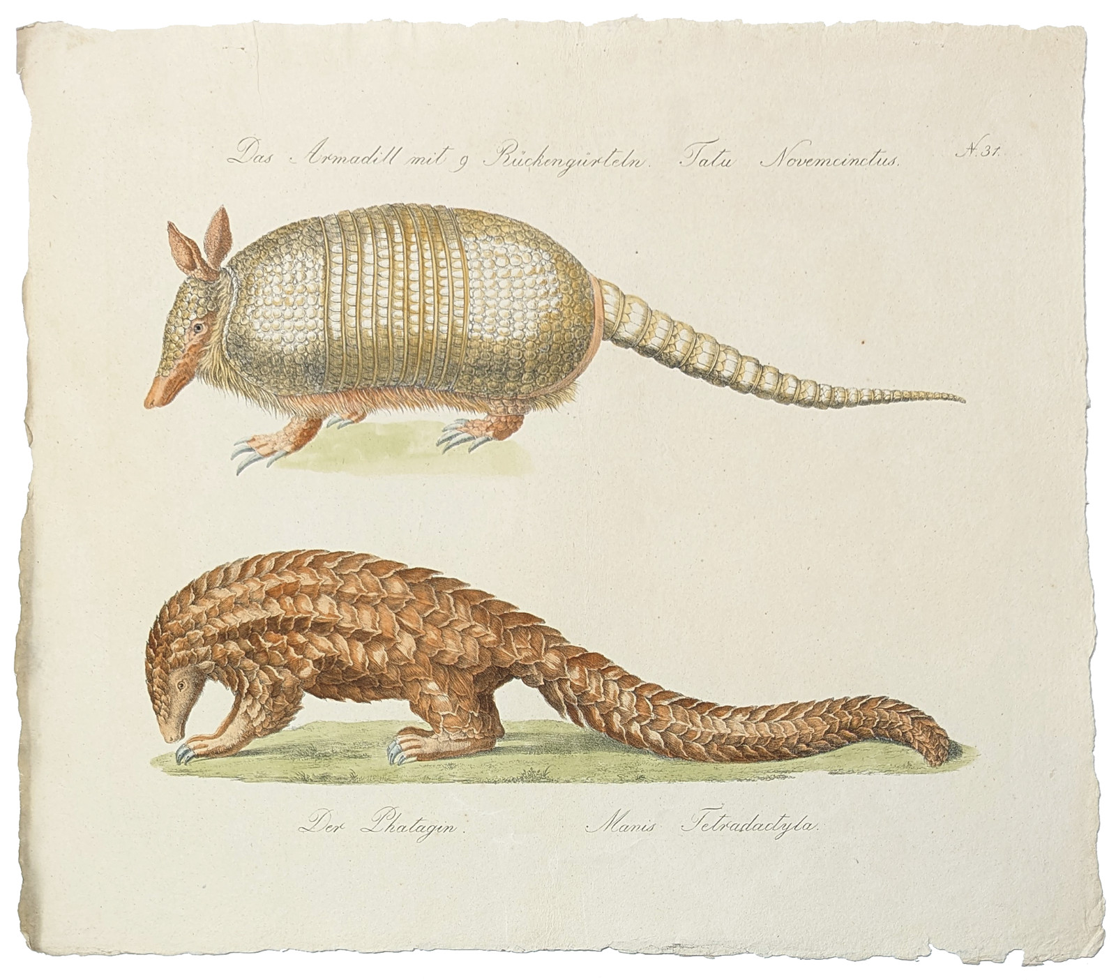 Antique 1814 Brodtmann Lithograph Print Armadillo Pangolin Natural History Art