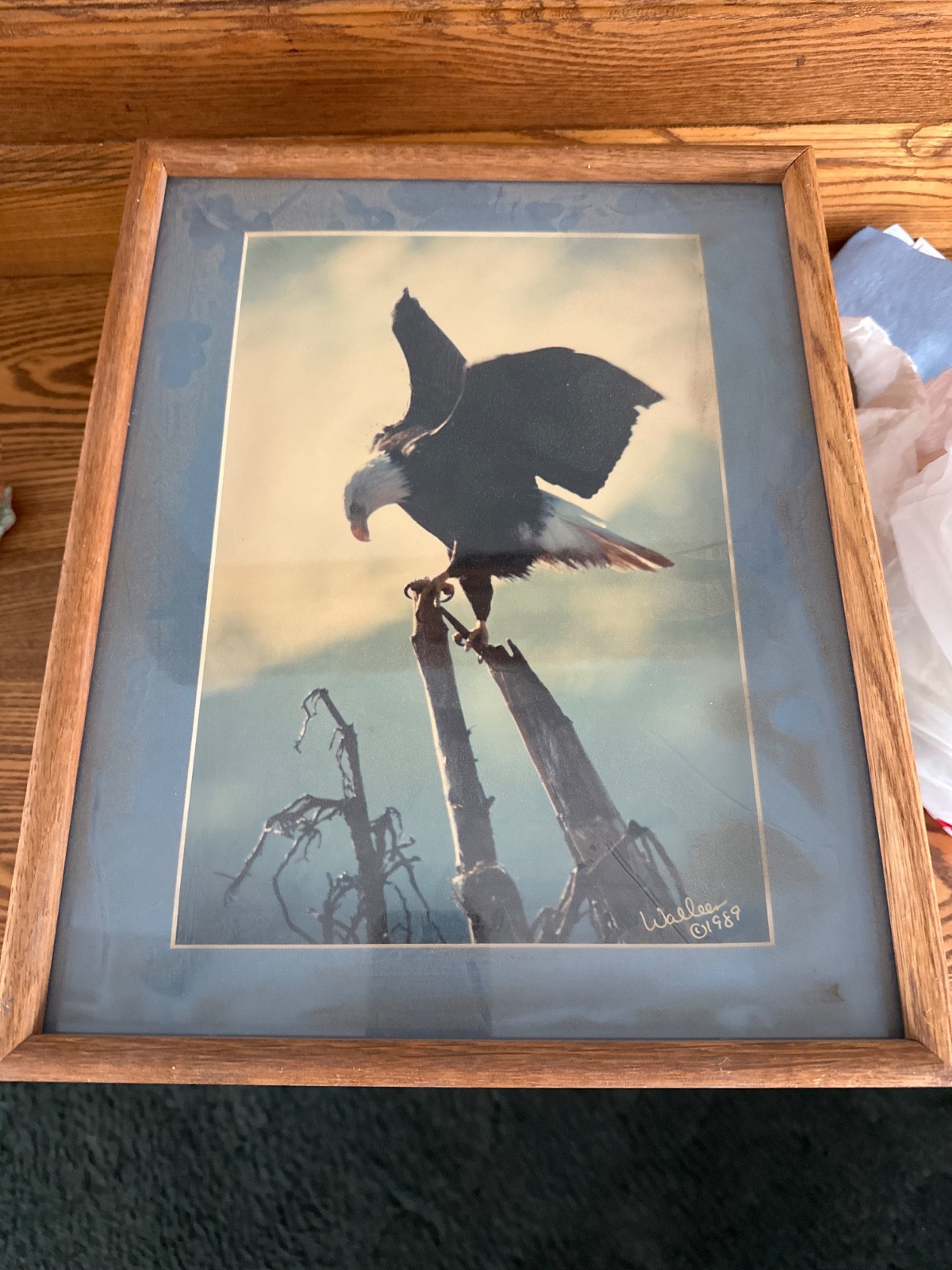  Vintage Framed Alaska Bald Eagle Photo \
