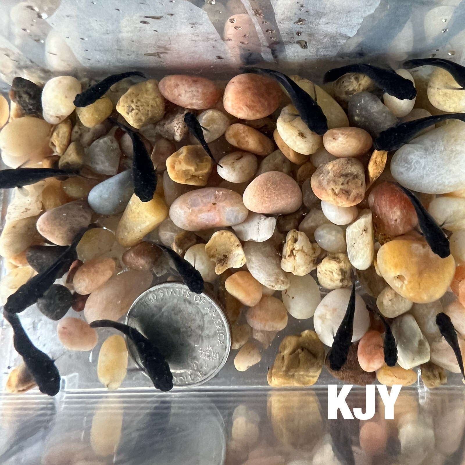 10 PK Black Lyretail Molly Fry (UNSEXED)