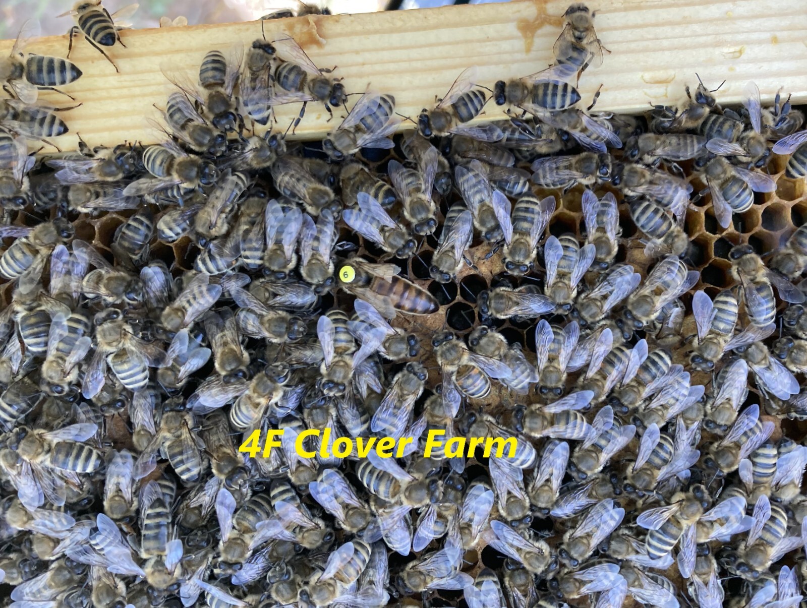 Live Caucasian Honey Bee Queen 50% * Mated Marked Laying * Ships 8-31-2026