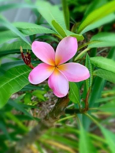 Plumeria Frangipani Flowering Plant 20 Yellow, 20 Pink Outdoor (40 Pack)